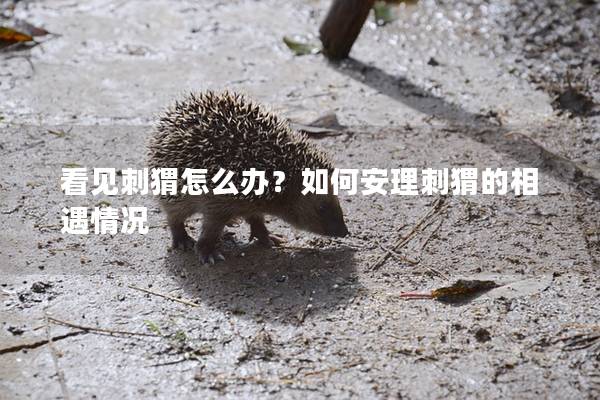 看見刺猬怎么辦？如何安理刺猬的相遇情況